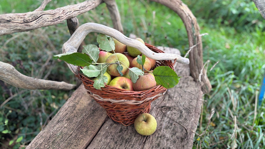Frisch gepflückte Äpfel in einem handgeflochtenen Weidenkorb, draussen in der Natur auf einer Bank aus Treibholz.