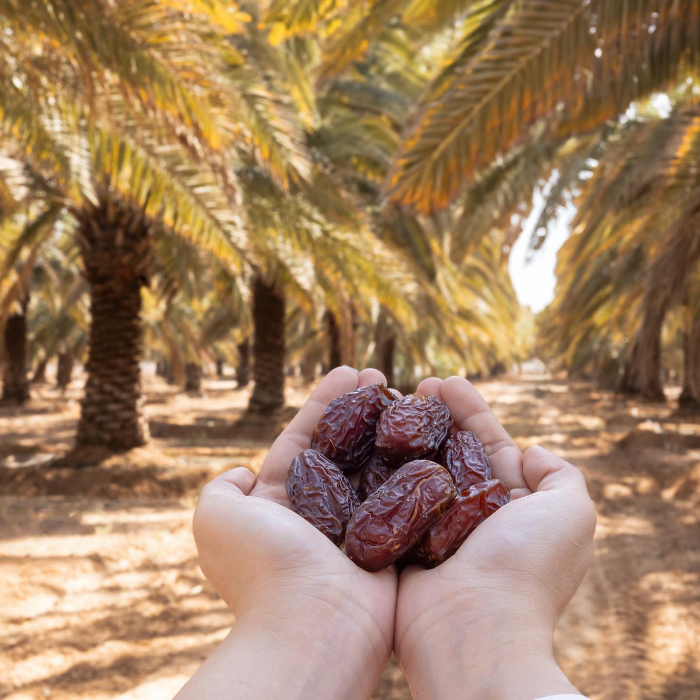 Medjool Datteln