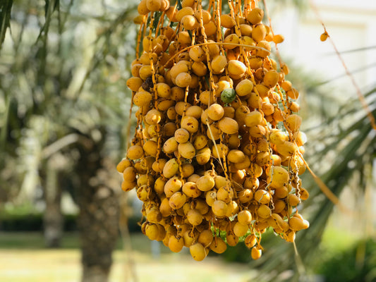Fresh, Dried & Pressed Dates: What's the Difference? Full Explanation
