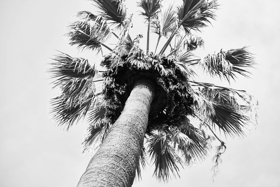The History Behind Date Palms