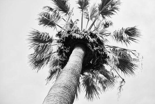 The History Behind Date Palms