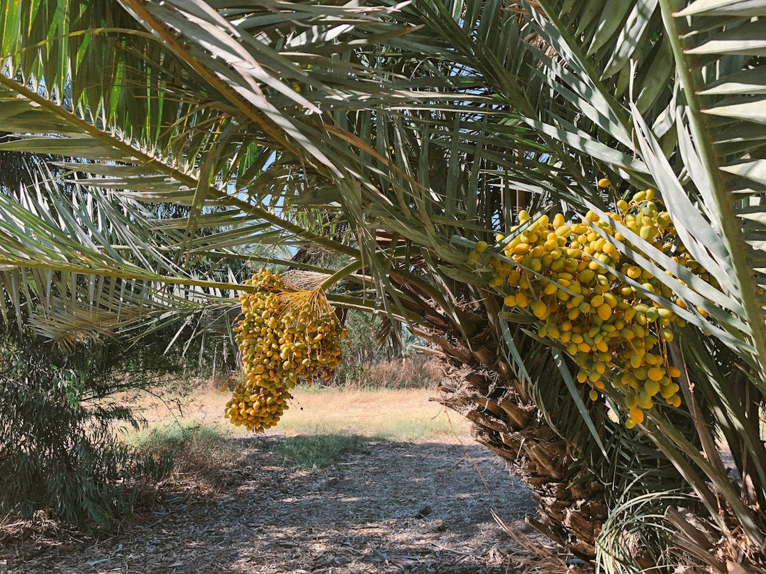 What are dates used for?