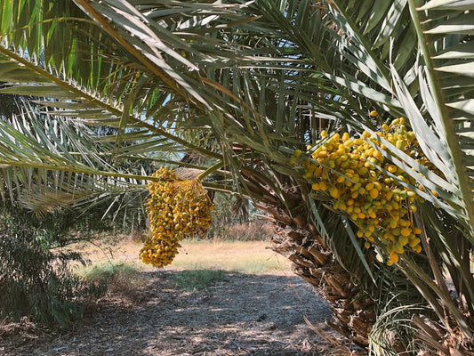 What are dates used for?