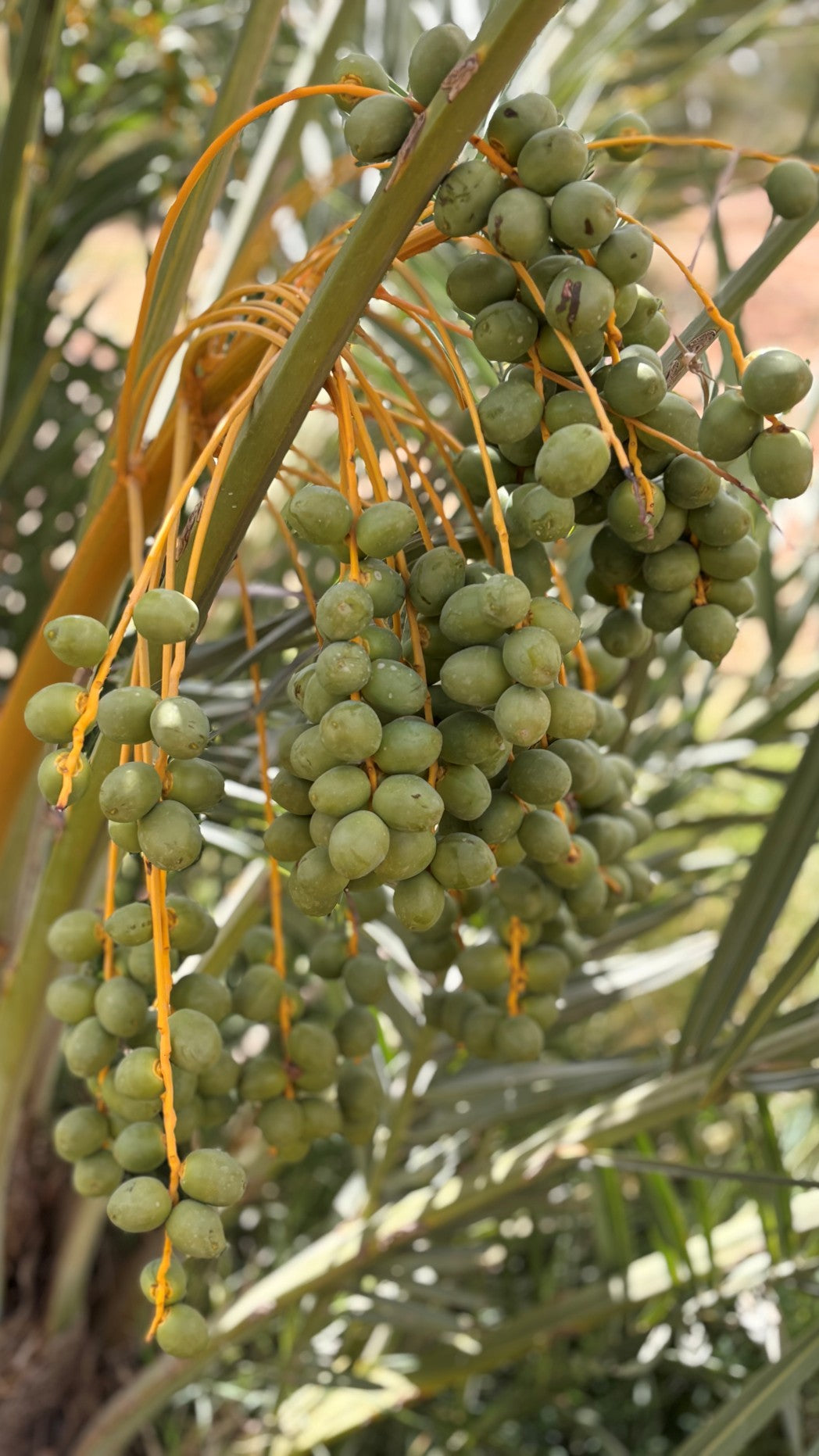 Junge grüne Datteln an einer Dattelpalme auf einer Permakultur-Dattelfarm.