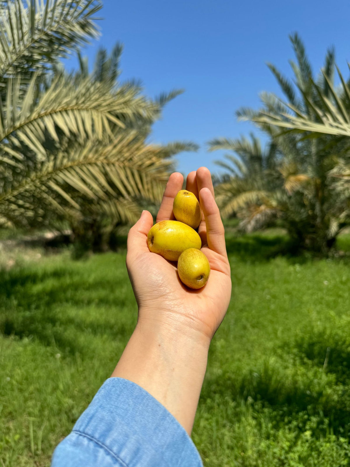 Gelbe frische Datteln in den Reifestufen Khalal / Rutab