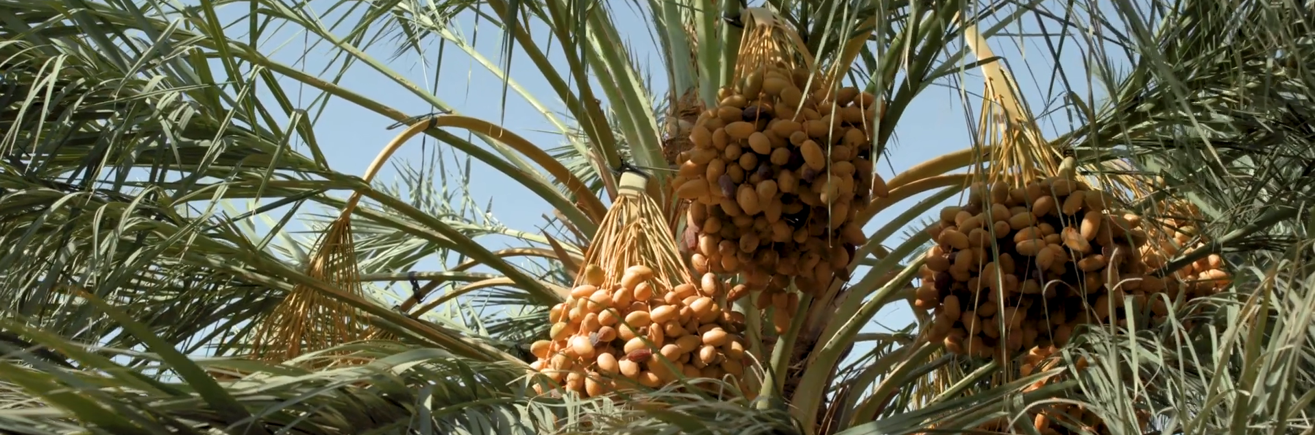 Date palm tree with dates hanging from its branches against a clear blue sky.