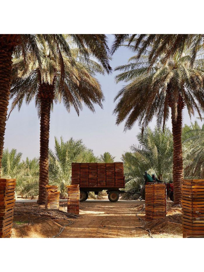 Kisten voller Datteln auf einem Traktor, aufgenommen auf einer Permakultur-Dattelfarm.